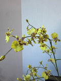 Faux Dancing Lady Orchids in Small Vintage Style Chest