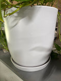LIVE Pathos in White Ceramic Pot