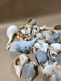 Seashell Lot (B)
