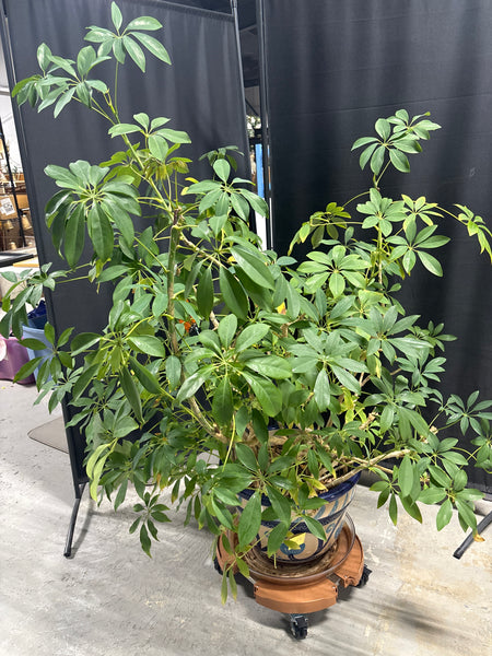 LIVE Large Umbrella Plant in Ceramic Planter / Rolling Coaster.