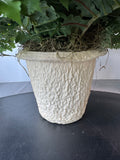Artificial Fern in Textured Paper Mache Pot