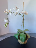 Faux White Orchids in Terracotta Pot