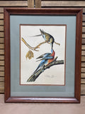 Pigeon Audubon Print - High Quality Reproduction