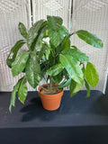 Artificial Umbrella Tree in Terracotta Pot