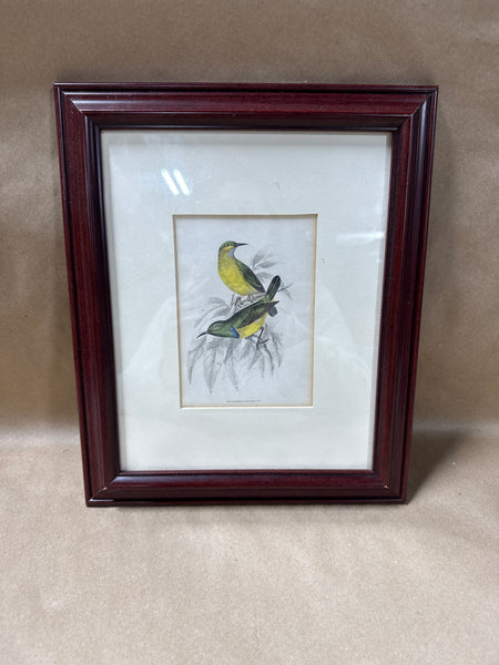 (A) Framed Nectarnia Collaris M.F. Bird Print