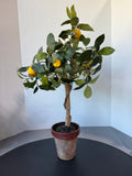 Artificial Lemon Tree in Resin Pot
