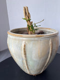 LIVE Ficus (Coming Back To Life) in Ceramic Pot