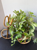 Mid Century Rattan Bike Plant Holder With Artificial Plant