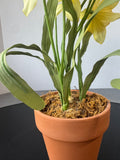 Faux Daffodils in Terra Cotta Pot