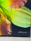 Photo of Lily on Canvas by Richard Reynolds; Signed