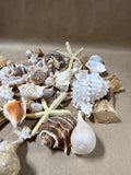 Seashell Lot