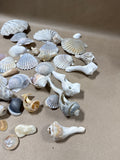 Seashell Lot (C)