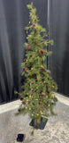 4FT Faux Fur Tree with Pine Cones & Star Lights (WORKS)