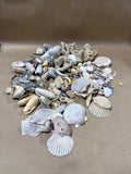 Seashell Lot (A)