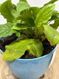 LIVE Gerbera Daisy Plant