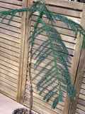 LIVE Norfolk Island Pine