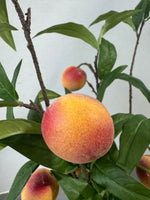 Faux Peach Tree Branches in Crackled Embossed Ceramic Vase