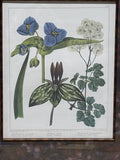 Bombay Company Botanical Print (B) AS IS