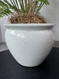 Faux Fern in Crackled Ceramic Pot