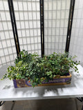 Lot Of Artificial Ivy