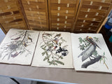 15 Audubon Prints ***Read Description***