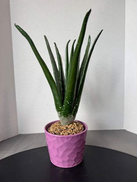 Faux Aloe Plant in Purple Ceramic Planter
