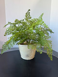 Faux Maidenhair Fern in Textured Ceramic Pot