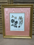 Botanical Print with Pink Mat (B)
