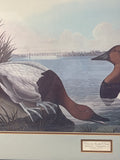 Canvas Backed Duck Print by John James Audubon