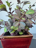 Faux Ruby Loropetalum in Brick Red Ceramic Pot