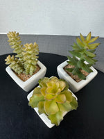 Trio of Faux Succulents in White Ceramic Pots