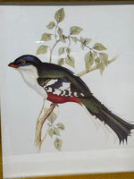 South American Birds II Print by Gould