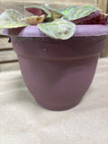 LIVE African Violet Plant