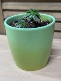 (D) LIVE Succulent Plant