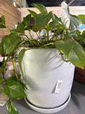 LIVE Pathos in White Ceramic Pot