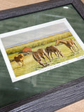 (C) Thoroughbred Line Horse Print By Ralph Basford