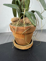Faux Miniature Orchids in Terra Cotta Pot