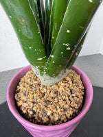Faux Aloe Plant in Purple Ceramic Planter