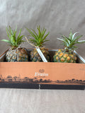 3 Piece Heavy Weight Pineapples