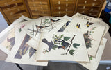 15 Audubon Prints ***Read Description***