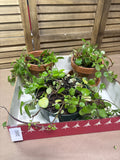 LIVE Swedish Ivy Plants (3)
