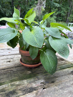 (A)Aged Terracotta Planter w/Mature Hosta Plant