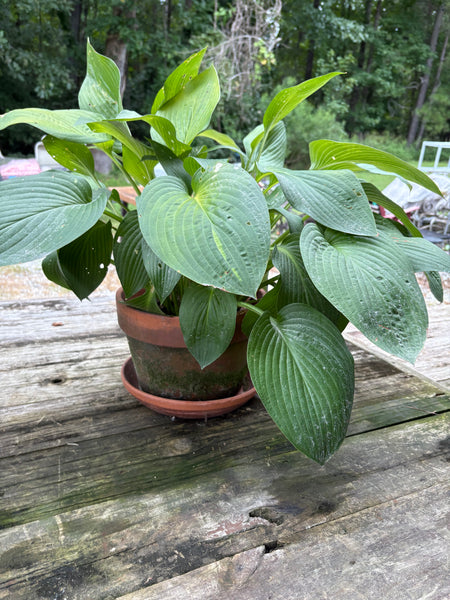 (A)Aged Terracotta Planter w/Mature Hosta Plant