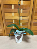 LIVE Orchid in White Pot