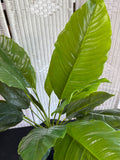 Artificial Spathiphyllum Plant in Metal Pot