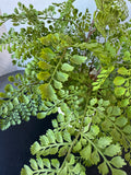 Faux Maidenhair Fern in Textured Ceramic Pot