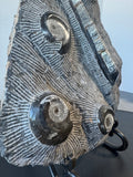 Bellamite & Ammonite Fossil Rock Plate on Stand