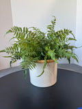 Faux Fern in Glazed Terracotta Pot
