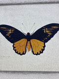 Yellow & Black Butterfly Print on Canvas