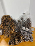Acorn Lot - Assorted Sizes
